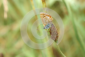 Female Chalkhill Blue buttterfly, Lysandra coridon, on a dry old flower