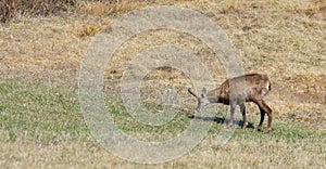 Female chamois