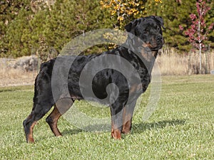 Female Champion Rottweiler Full Body Portrait