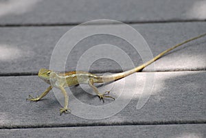 Female Changeable lizard