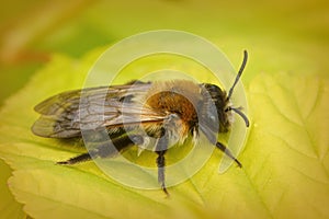 A female Chcolate mining bee , Andrena scotica , on a green leaf