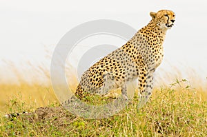 Female Cheetah