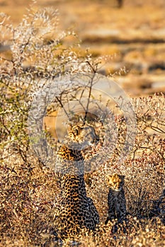 A female cheetah ( Acinonyx Jubatus) with cub sitting in the golden light of dusk, Onguma Game Reserve, Namibia.