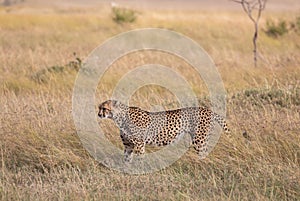 Female cheetah, Acinonyx jubatus, with her cub in the tall grass of the Maasai Mara savannah