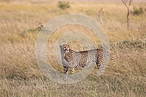 Female cheetah, Acinonyx jubatus, with her cub in the tall grass of the Maasai Mara savannah