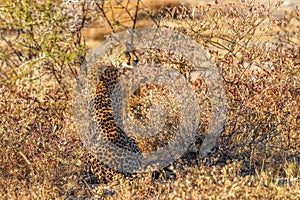 A female cheetah ( Acinonyx Jubatus) searching for prey in the golden light of dusk, Onguma Game Reserve, Namibia.