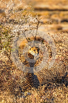 A female cheetah ( Acinonyx Jubatus) searching for prey in the golden light of dusk, Onguma Game Reserve, Namibia.