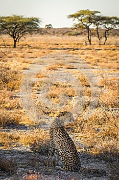 A female cheetah ( Acinonyx Jubatus) sitting in a breathtaking landscape, Onguma Game Reserve, Namibia.