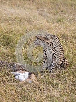 Female cheetah with blood from her recent kill on her chin with the Thomsons Gazelle kill and her cub in tall grass photo