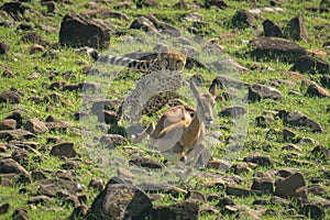 Female cheetah chases female impala over rocks