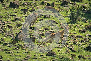 Female cheetah chases impala down rocky hillside