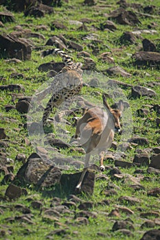 Female cheetah chases impala down rocky slope