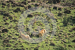 Female cheetah chases female impalas over rocks photo