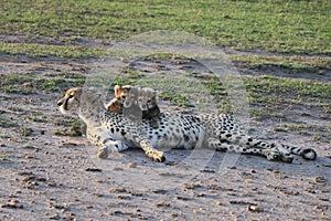Female cheetah with cubs in the wild maasai mara