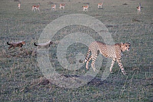 Female cheetah with cubs in the wild maasai mara