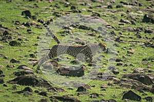 Female cheetah jumps over rocks on hillside