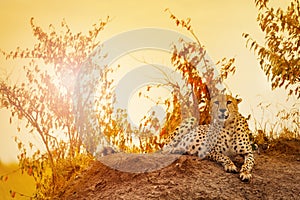 Female cheetah laying on sunset at Kenyan savanna