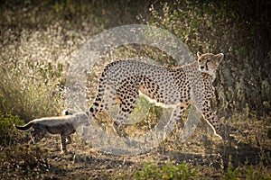 Female Cheetah with one cub, Ndutu, Serengeti, Tanzania