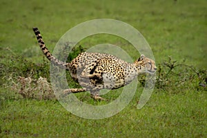 Female cheetah races through puddles in savannah