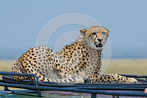 Female cheetah on roof