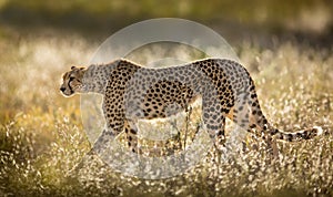 Female Cheetah in the Serengeti National Park in Tanzania