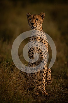 Female cheetah sits in grass with catchlight