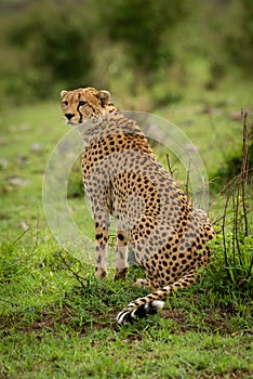 Female cheetah sits on grass looking left