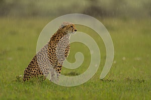 Female cheetah sits on grass in rain