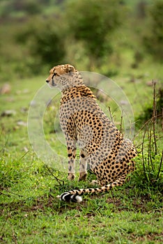 Female cheetah sits on grass staring left