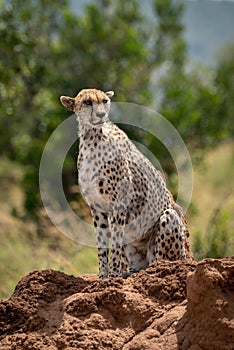 Female cheetah sits on sunny termite mound