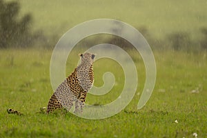 Female cheetah sitting on grass facing away