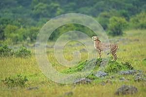 Female cheetah standing on grassy termite mound