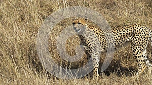 A female cheetah walking and facing to the left in Masai Mara Game Reserve