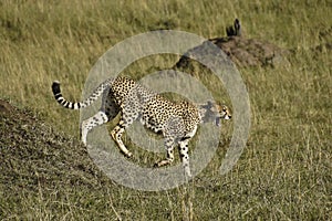 Female cheetah walking and yawning, Kenya