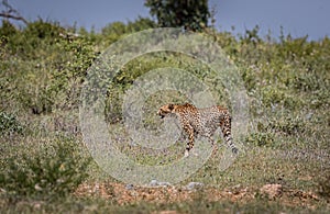 Female cheetah walks slowly through bush hunting for prey