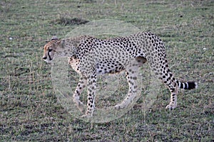 Female cheetah in the wild maasai mara