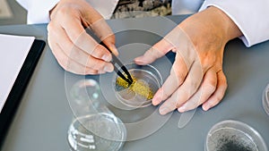 Female chemist technician hands with tweezers examining golden glitter sample over petri dish on lab photo