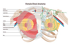Female chest anatomy. Mammary gland, duct and lobular structure.