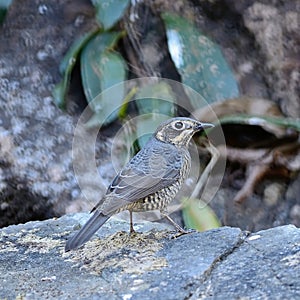 Female Chestnut-bellied Rock-Thrush