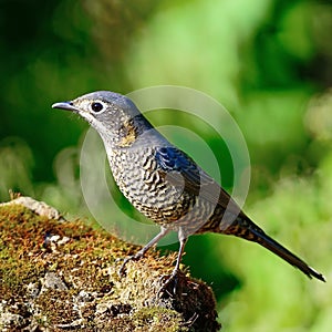 Female Chestnut-bellied Rock-Thrush