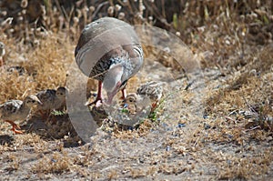Female and chicks of red-legged partridges Alectoris rufa searching for food.