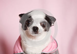 Female Chihuahua dog in a pink and gray jacket