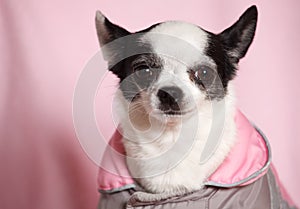 Female Chihuahua dog in a pink and gray jacket