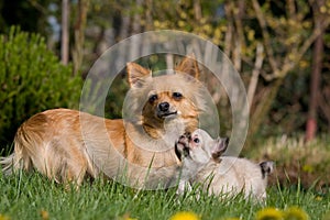 Female Chihuahua with puppy