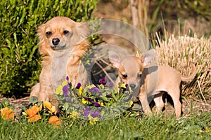 Female Chihuahua with puppy