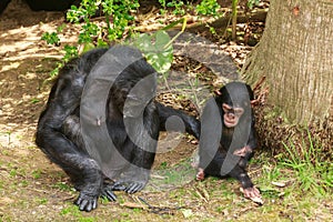 A female chimp pokes her child