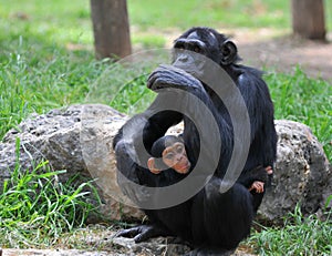 Female chimpanzee with her baby