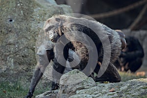Female chimpanzee monkey looking at the camera, walking on a tree trunk