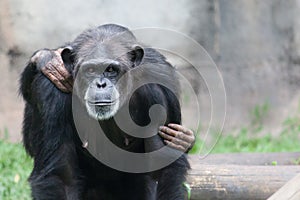 Female chimpanzee portrait looking straight into the camera with her baby chimp chimpanzee cub