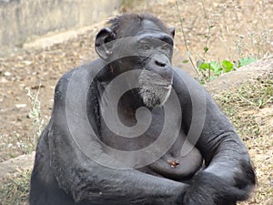 Female chimpanzee sitting sad